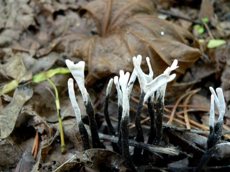 this is a po of some plants on the ground