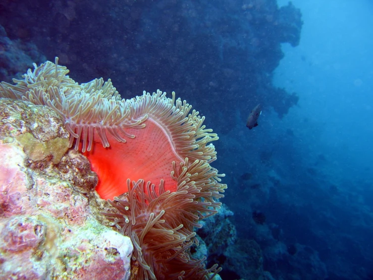 coral and sea anemones with divers behind it