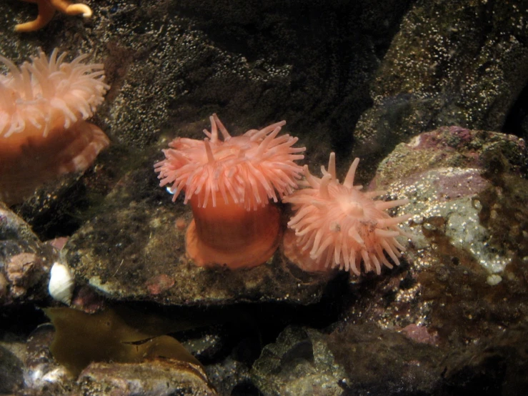 a close up of some pink sea anemone