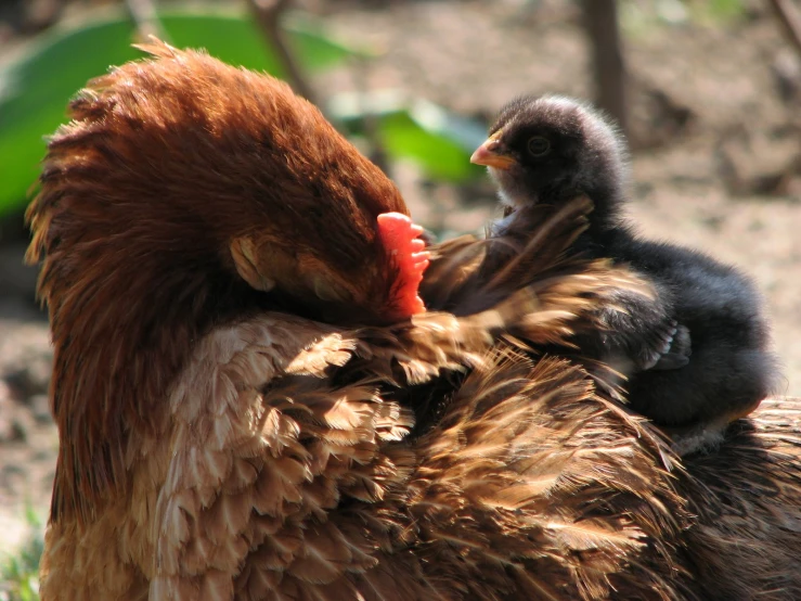 a young chick that is laying down next to an adult chicken