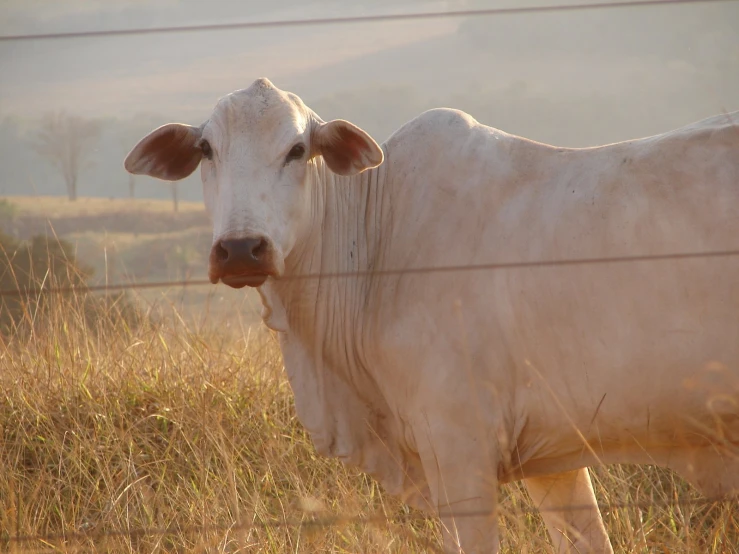 a cow stands in the sun behind a wire fence