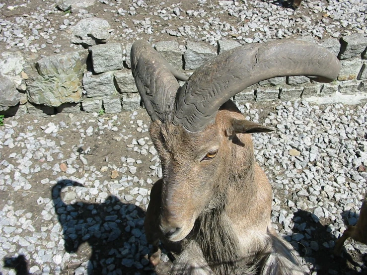 a goat has long horns, curled in its body and a tail