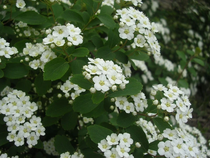 white flowers in full bloom blooming on the tree