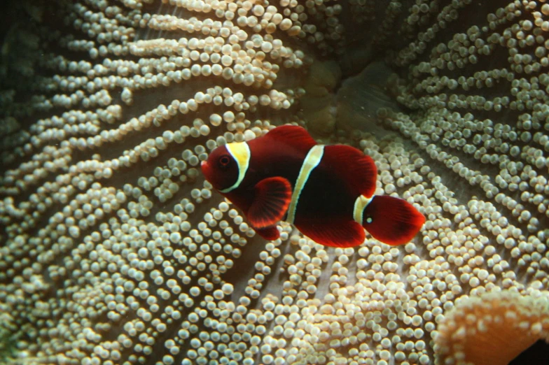 a red clownfish sitting in the center of a coral