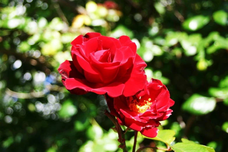 a couple of roses that are in a vase