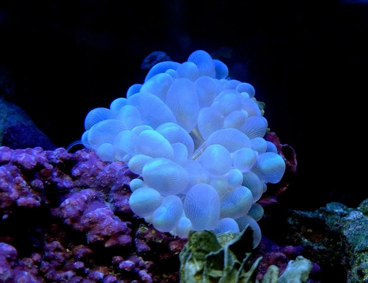 an aquarium fish swims by some purple and blue coral