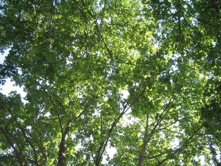 a lot of trees with green leaves are very high in the sky