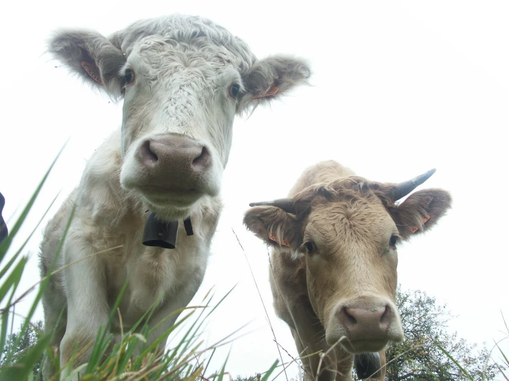 two cows in grassy field looking straight at camera