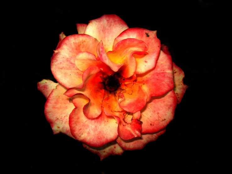 there is an orange and pink flower in the dark