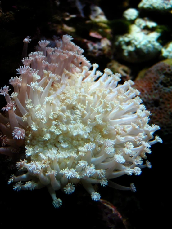 some corals are white in color and on the bottom one