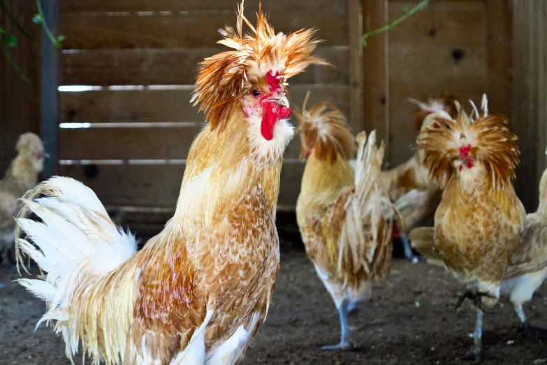 five chickens standing around outside in a yard