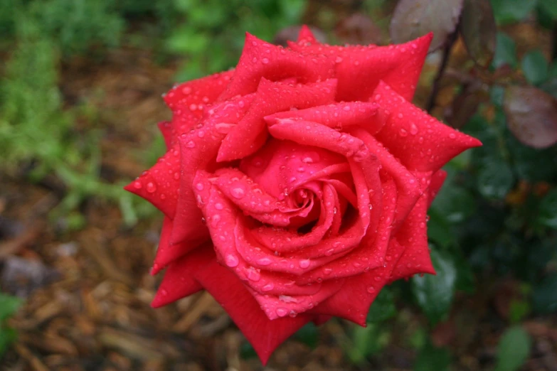 a red rose is in the garden and its water droplets are still on it