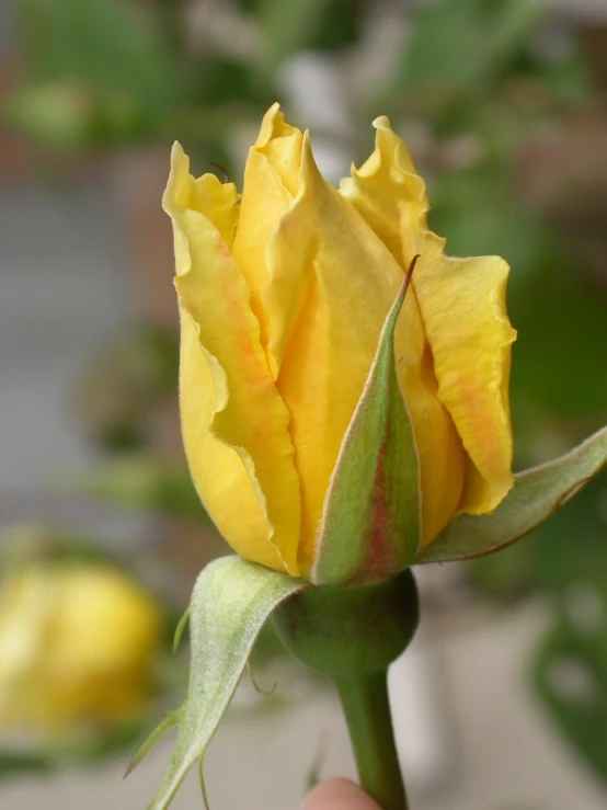 a yellow flower that has been budding out
