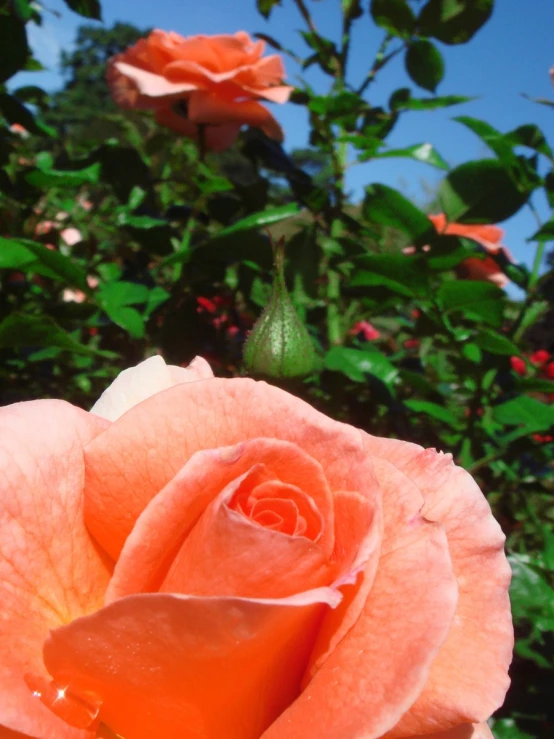 a large pink rose in front of many greenery