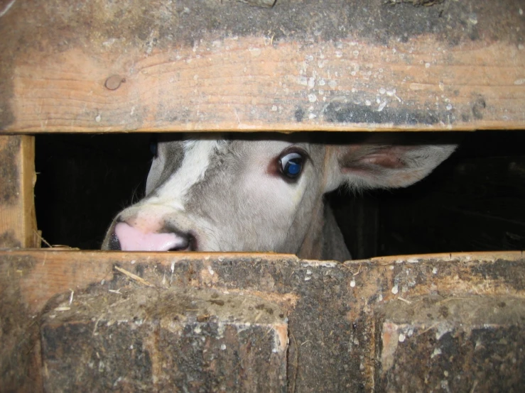 a cow stares out from its stable through the openings in the walls