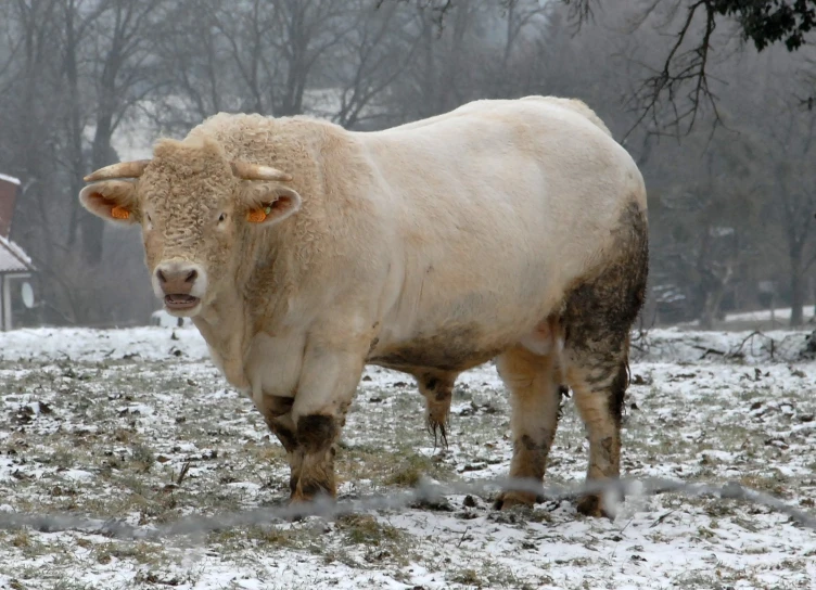 an image of a bull standing in the snow