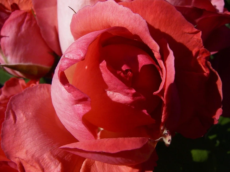 closeup of a pink rose with the bud still open