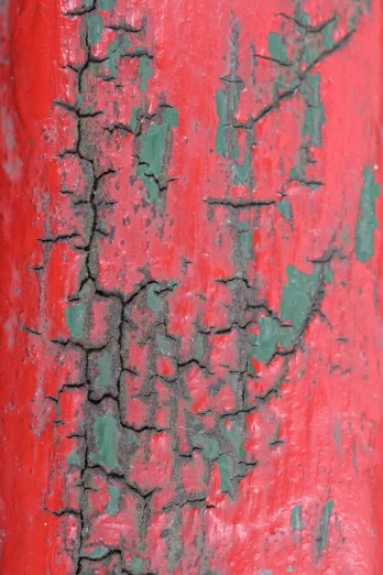 tree bark covered with red and green paint
