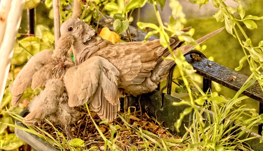 an adorable bird is laying on the ground in a garden