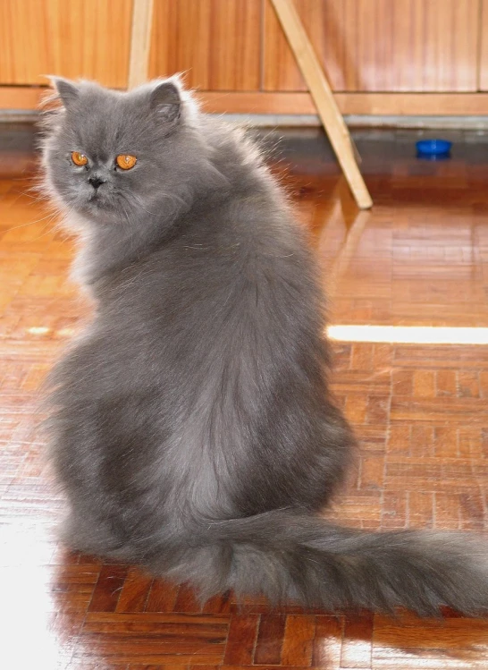 a gray cat sitting on the wooden floor