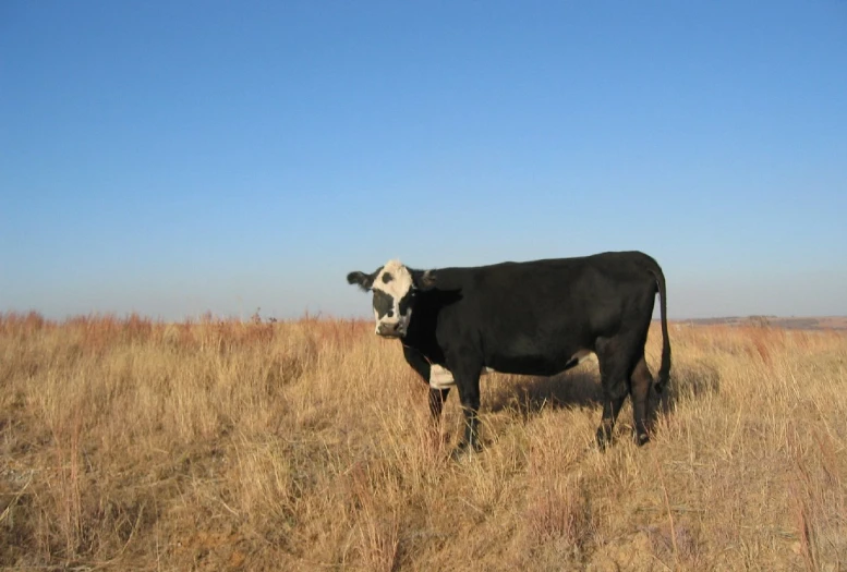 the cow is looking at the camera while standing in a field