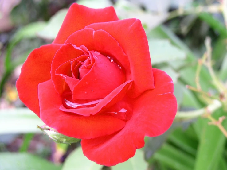 closeup of a red rose in full bloom