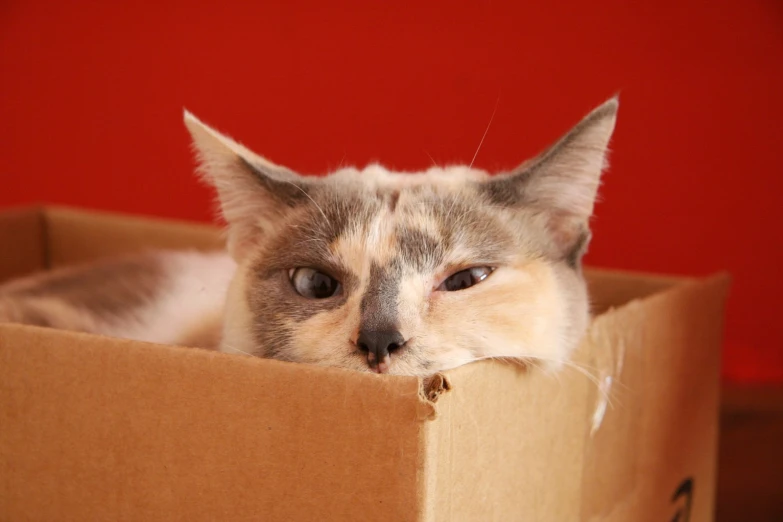 a cat laying inside of a box with a red wall behind it