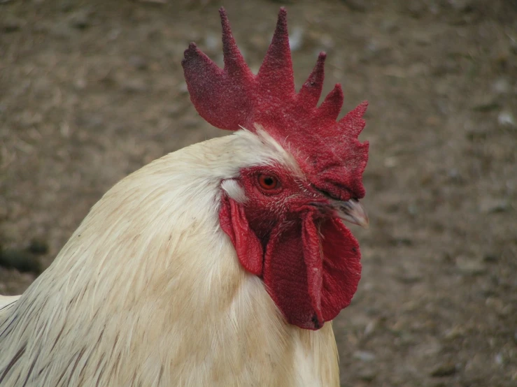 a close up of a chicken with a red and white head