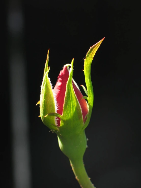 a small flower bud with only one leaf still