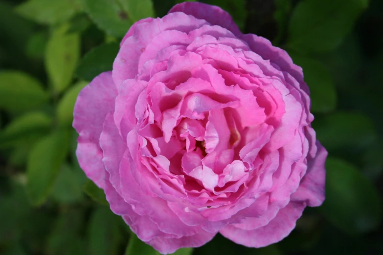 pink flowers are a well known plant in the garden