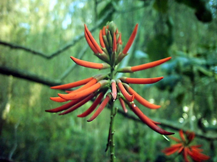 red flowers with green stems are in the foreground