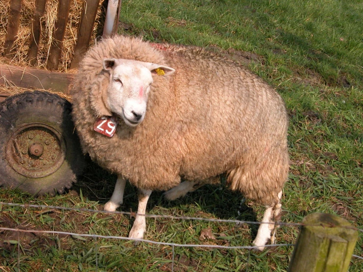 sheep standing next to a hay covered log