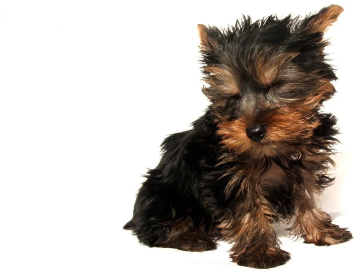 a small brown and black puppy sitting in front of a white backdrop