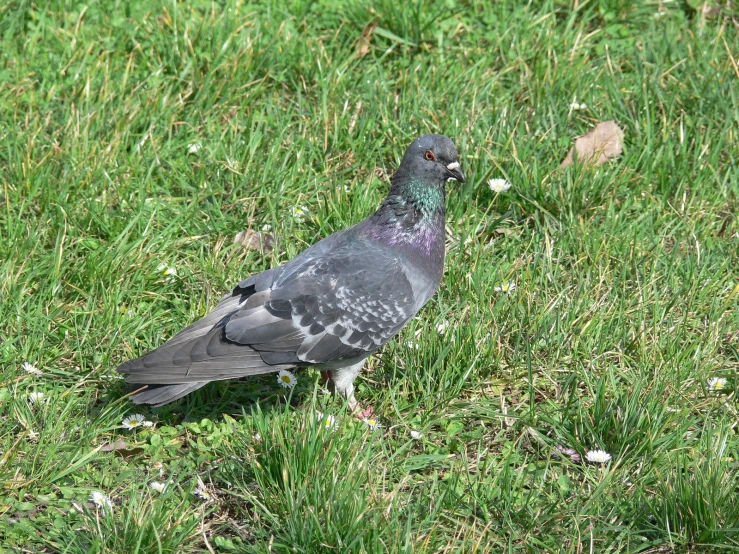 a pigeon that is standing in the grass