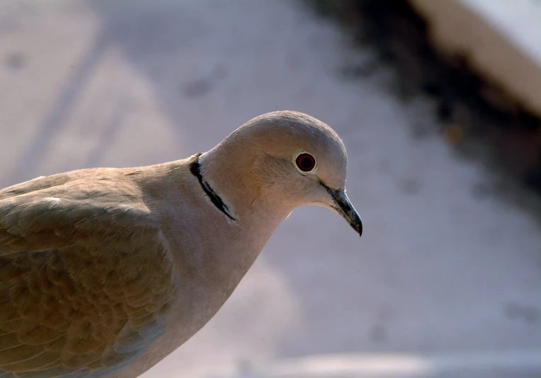 a brown and white bird with red eyes