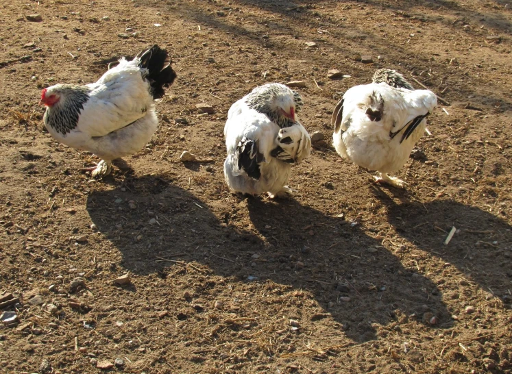 three chicken standing in the dirt on the ground