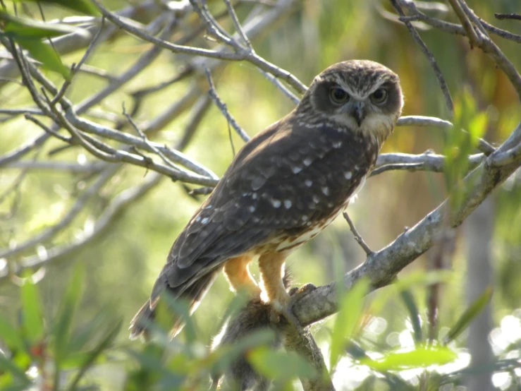 a owl is perched on a tree limb