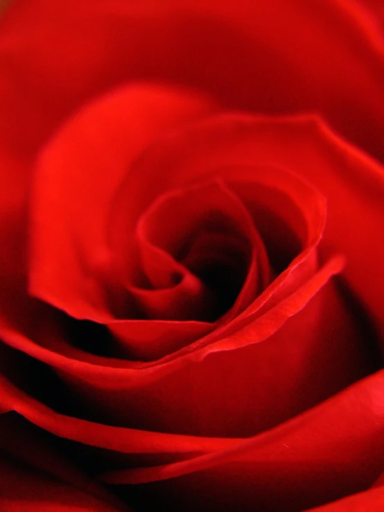 close up view of the petals of a red rose