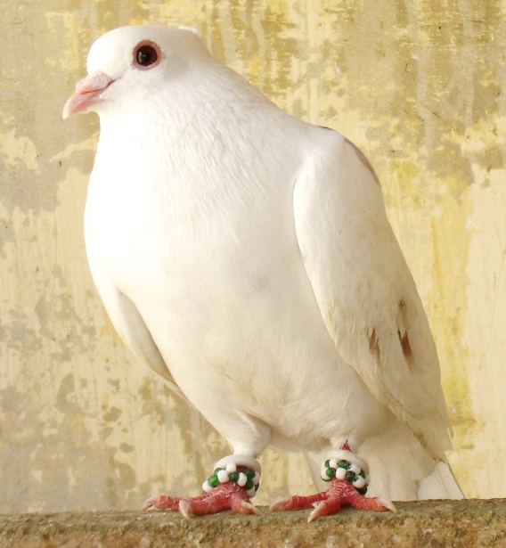 a white bird is standing on the ledge