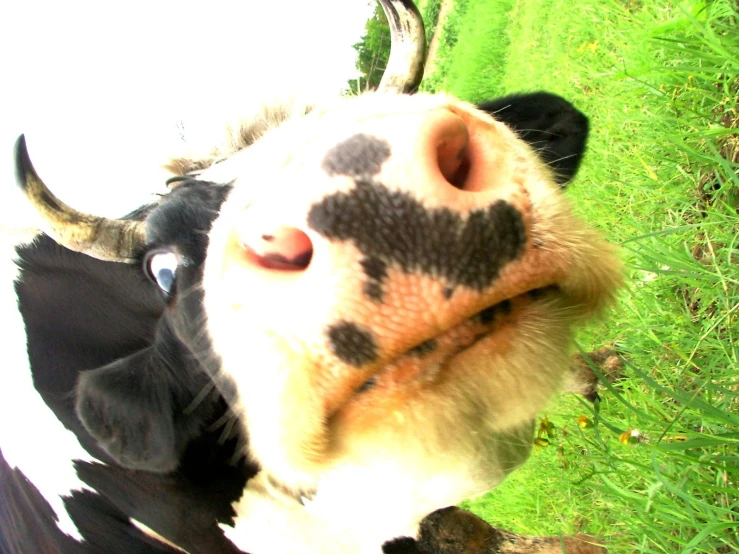 a black and white cow looking up into the camera