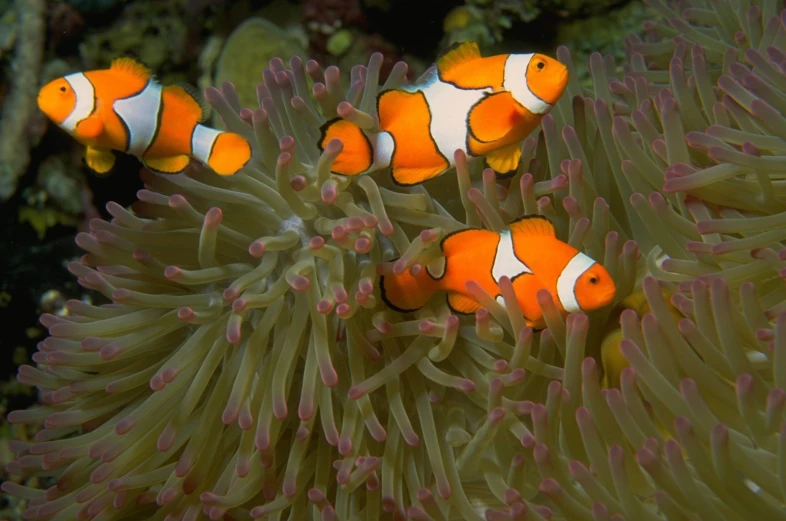 two clown fish with orange tips looking at each other