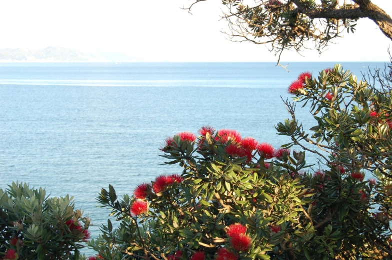 some red flowers near the water and mountains