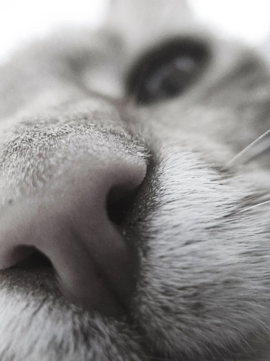 closeup on an extremely blurry po of a cat's nose