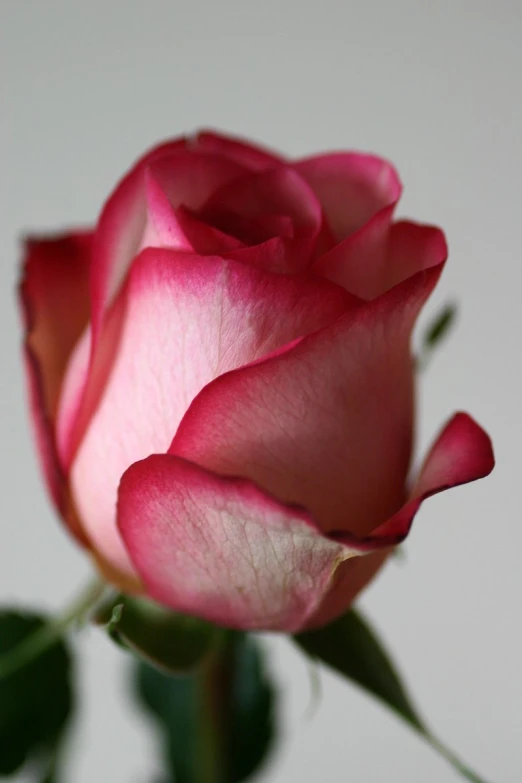 a single pink rose bud in the foreground