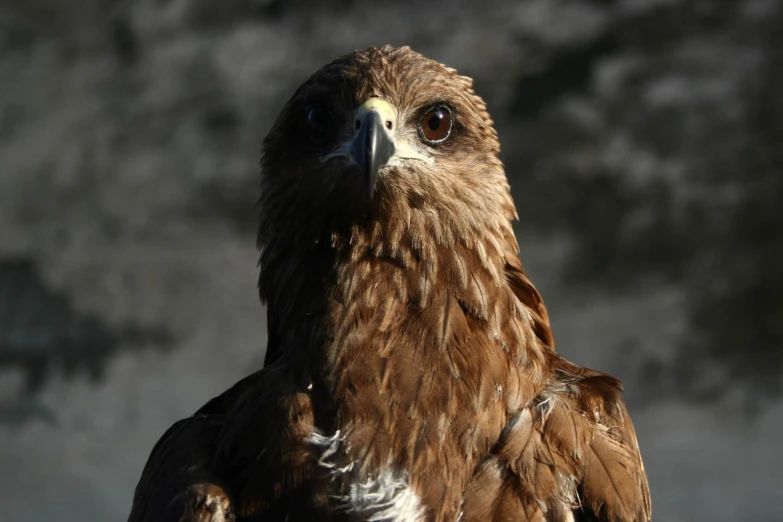 a close up po of a large brown bird