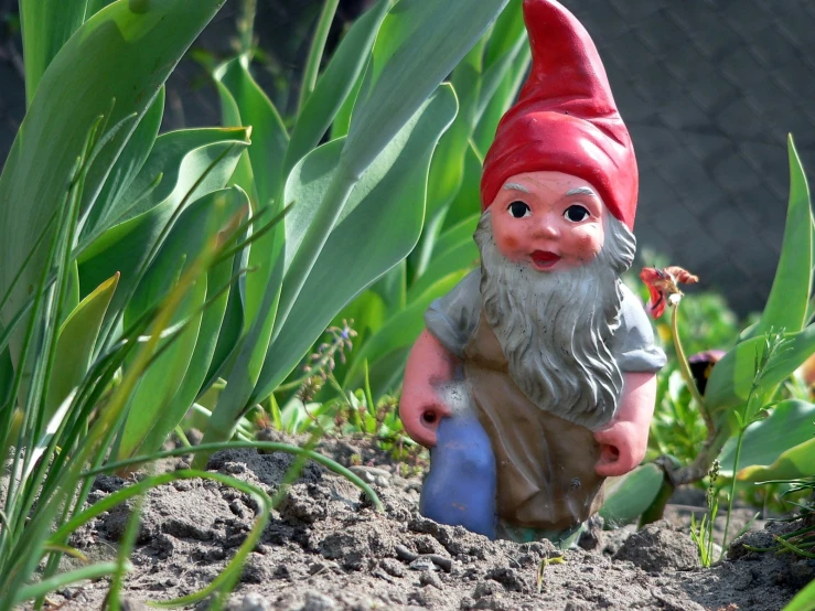 small toy gnome in dirt area next to green plants