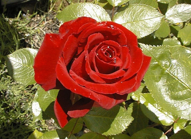 a close up po of a red flower