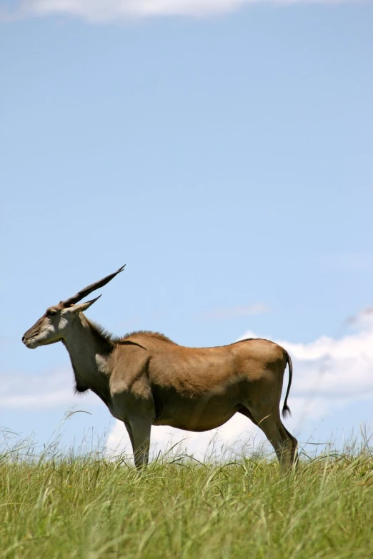 an antelope is standing in a green grass field