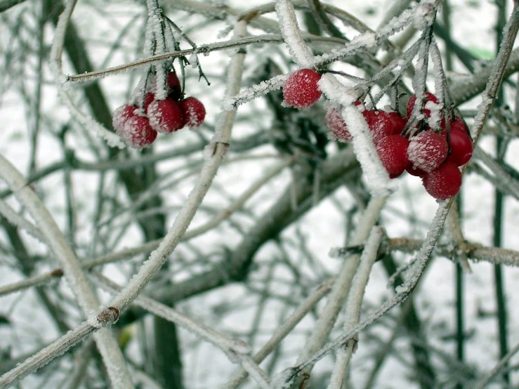 wintery trees with fruits in the middle of them