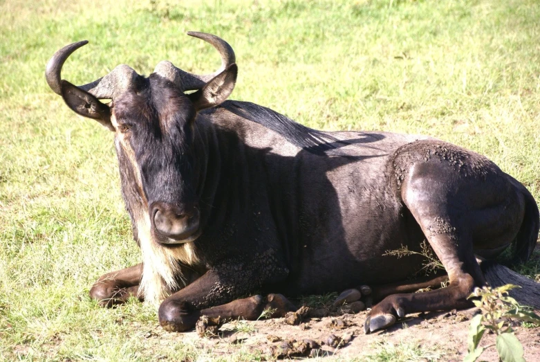 a big horned cow laying in the grass